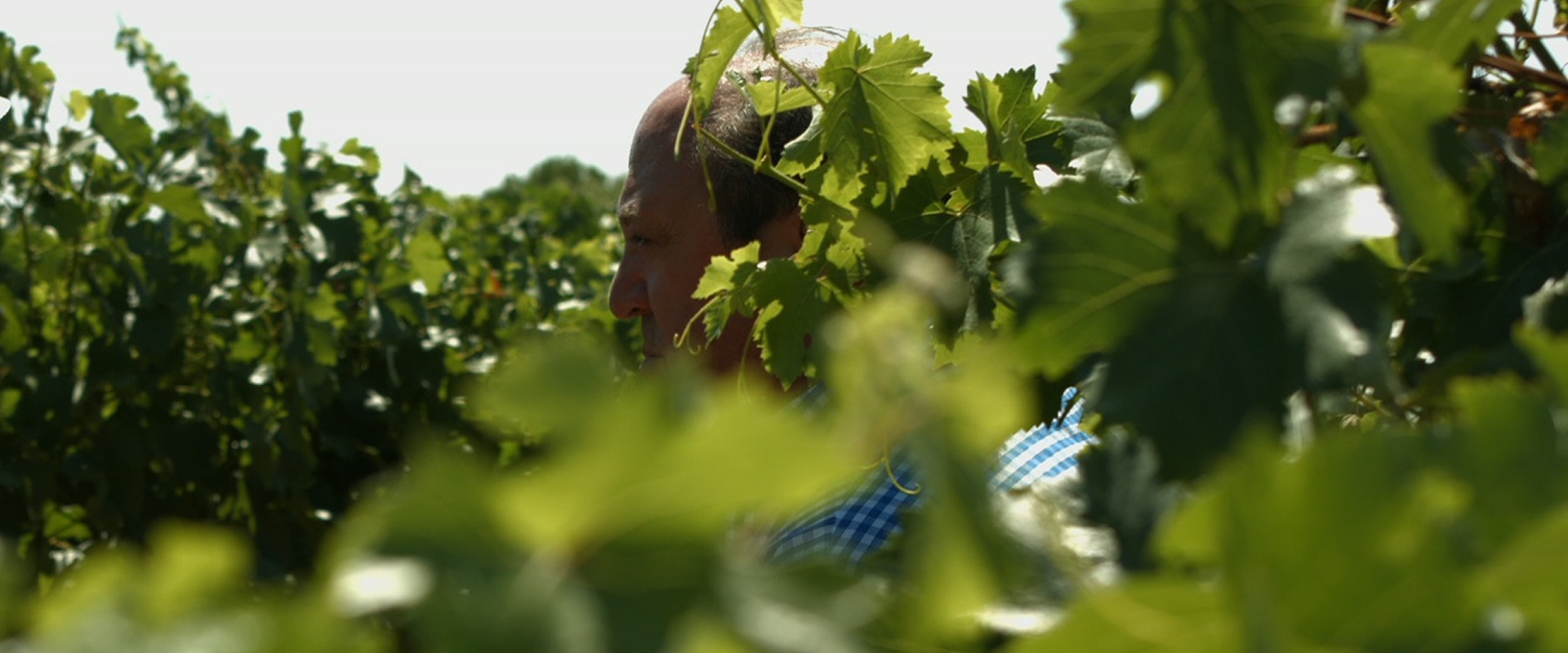 fondo viñedo