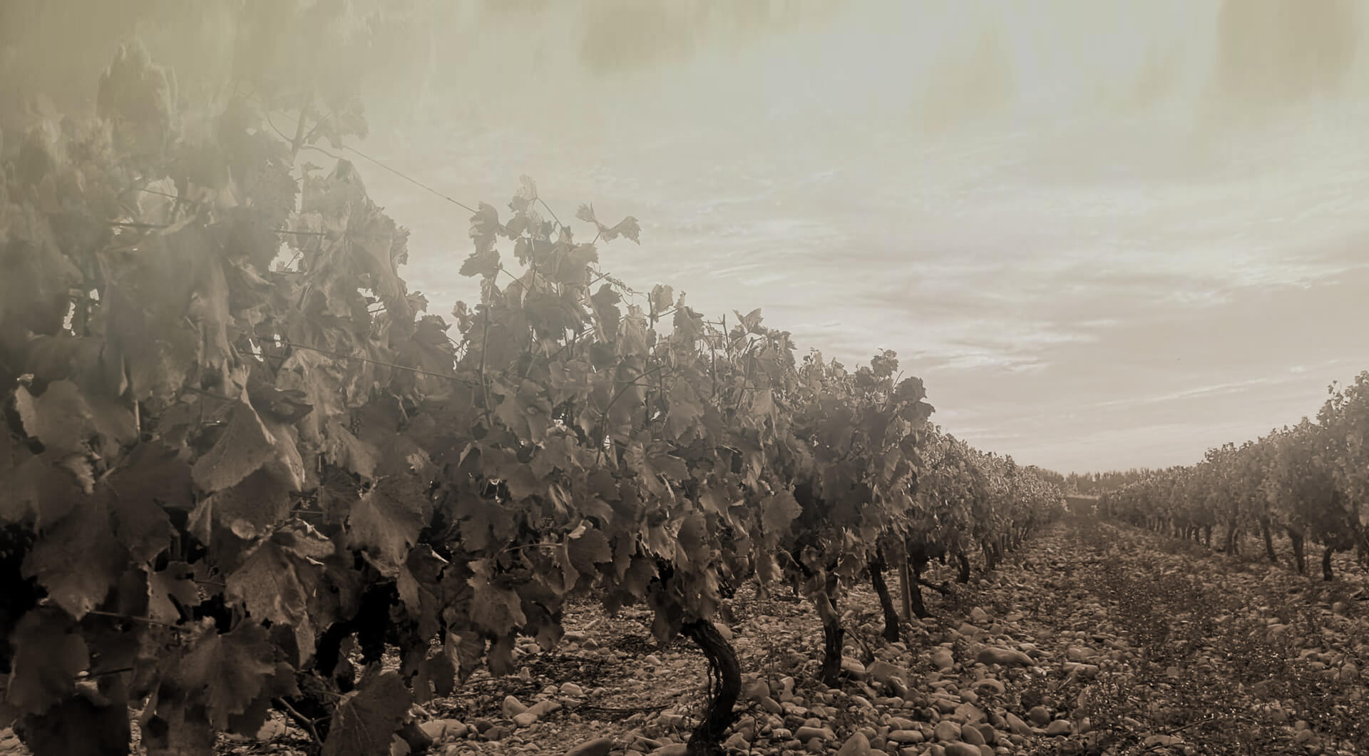 fondo imagen viñedo